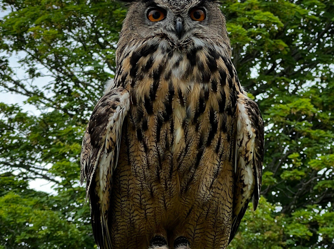 Shieldaig Falconry-盖尔洛赫必去景点
