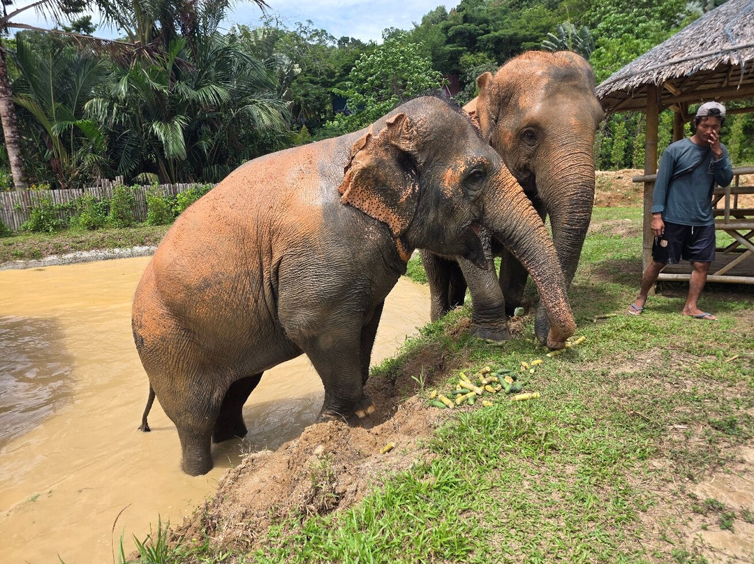 Phuket Elephant Care-奈通必去景点