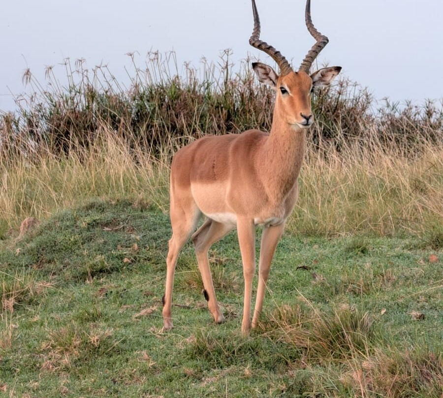 Lalibela Wildlife Reserve Mark's Camp Family Lodge主图