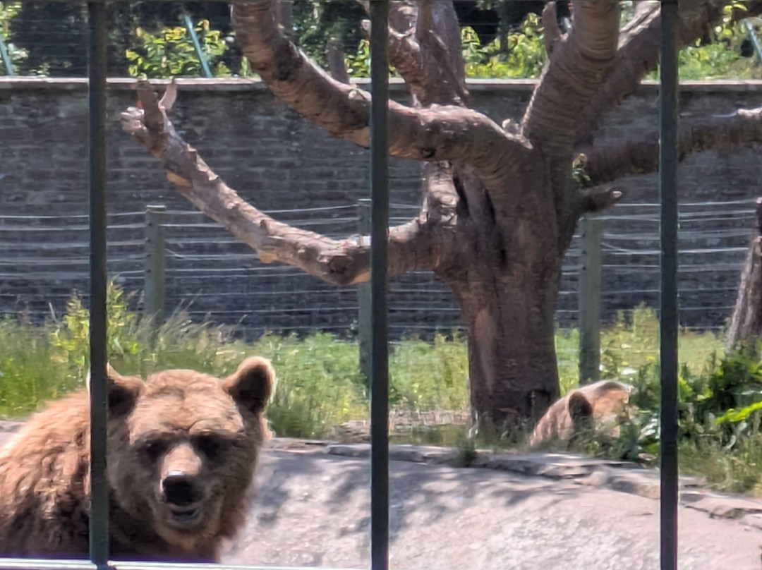 Camperdown Wildlife Centre-敦提必去景点