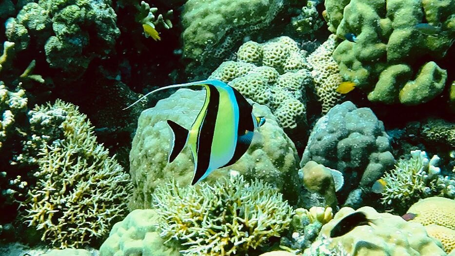Menjangan Tour Snorkeling & Diving-Pejarakan必去景点