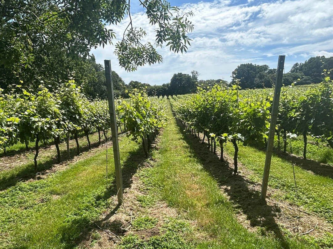 English Oak Vineyard-Lytchett Matravers必去景点