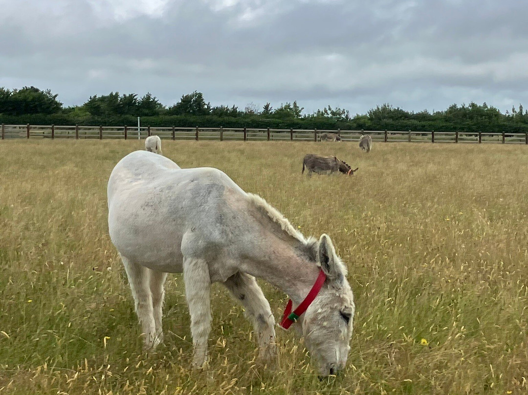 The Donkey Sanctuary-西德茅斯必去景点