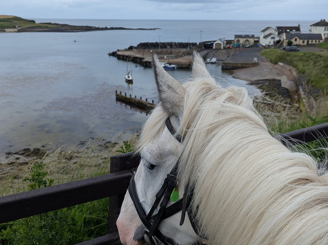 Bespoke Equestrian Ireland-都柏林必去景点