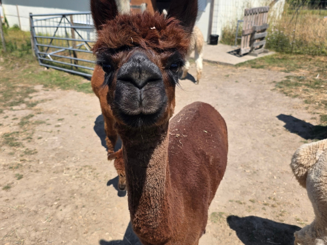 Reservoir Alpacas-Chard必去景点