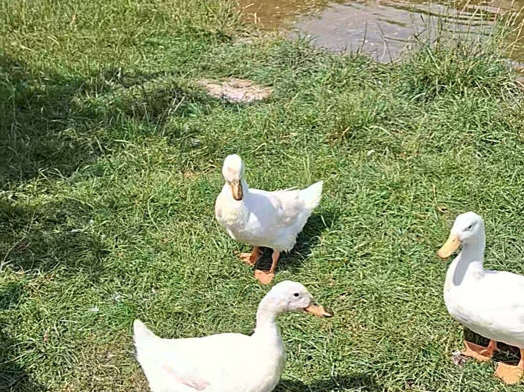 Newgrange Farm-Slane必去景点