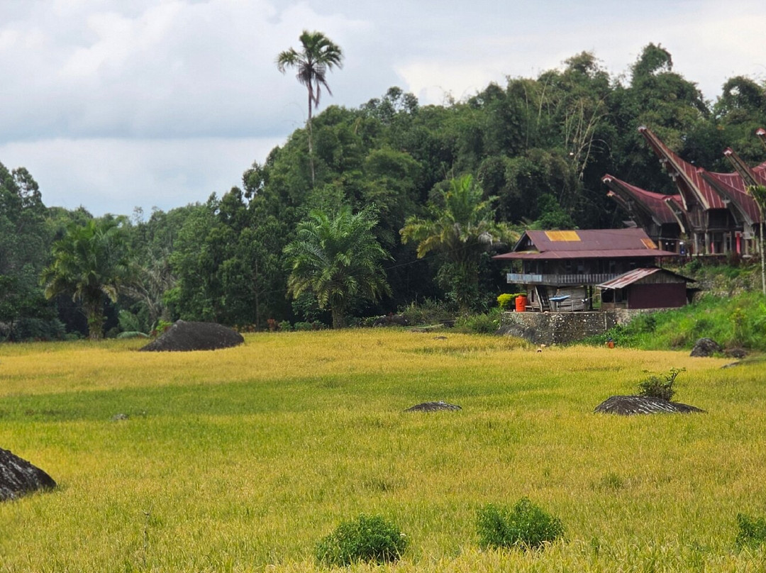 TORAJA TOUR WITH GUIDE SERVICE.-Tana Toraja必去景点