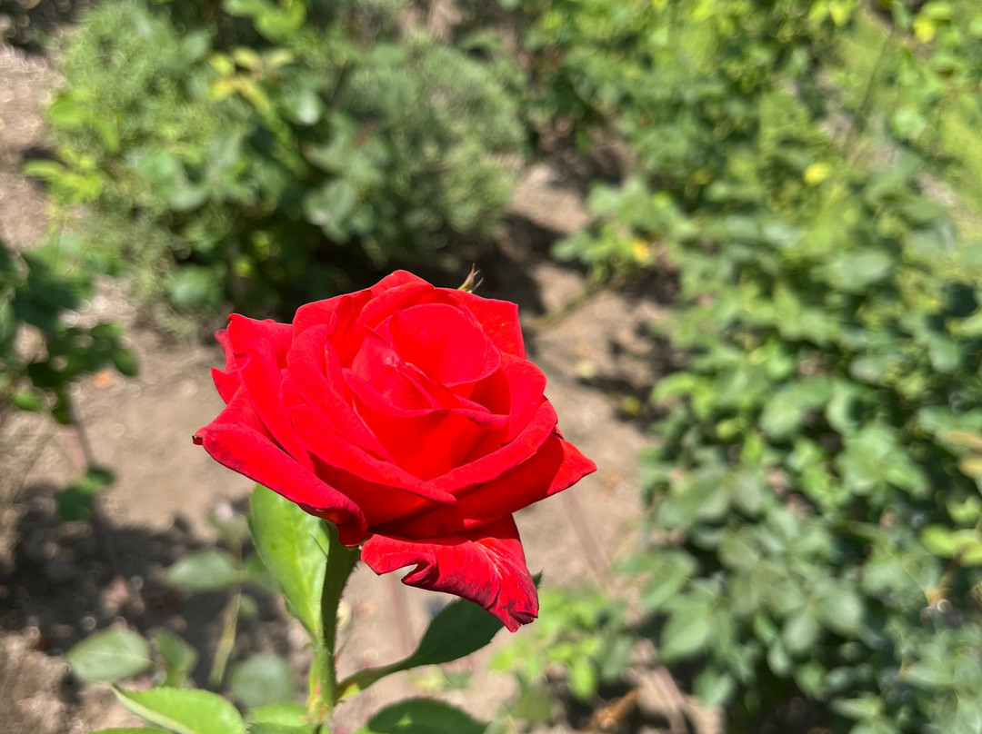 Botanical Garden-布拉迪斯拉发必去景点