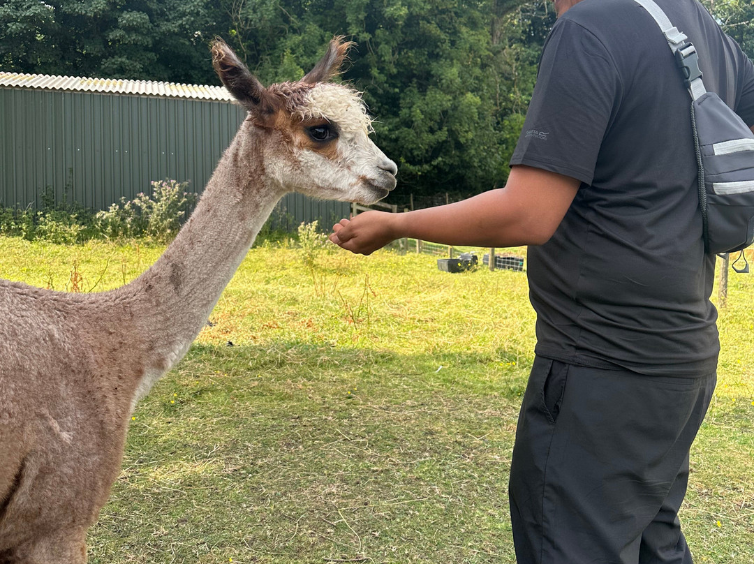 Bardsea Alpacas And Llamas-Bardsea必去景点