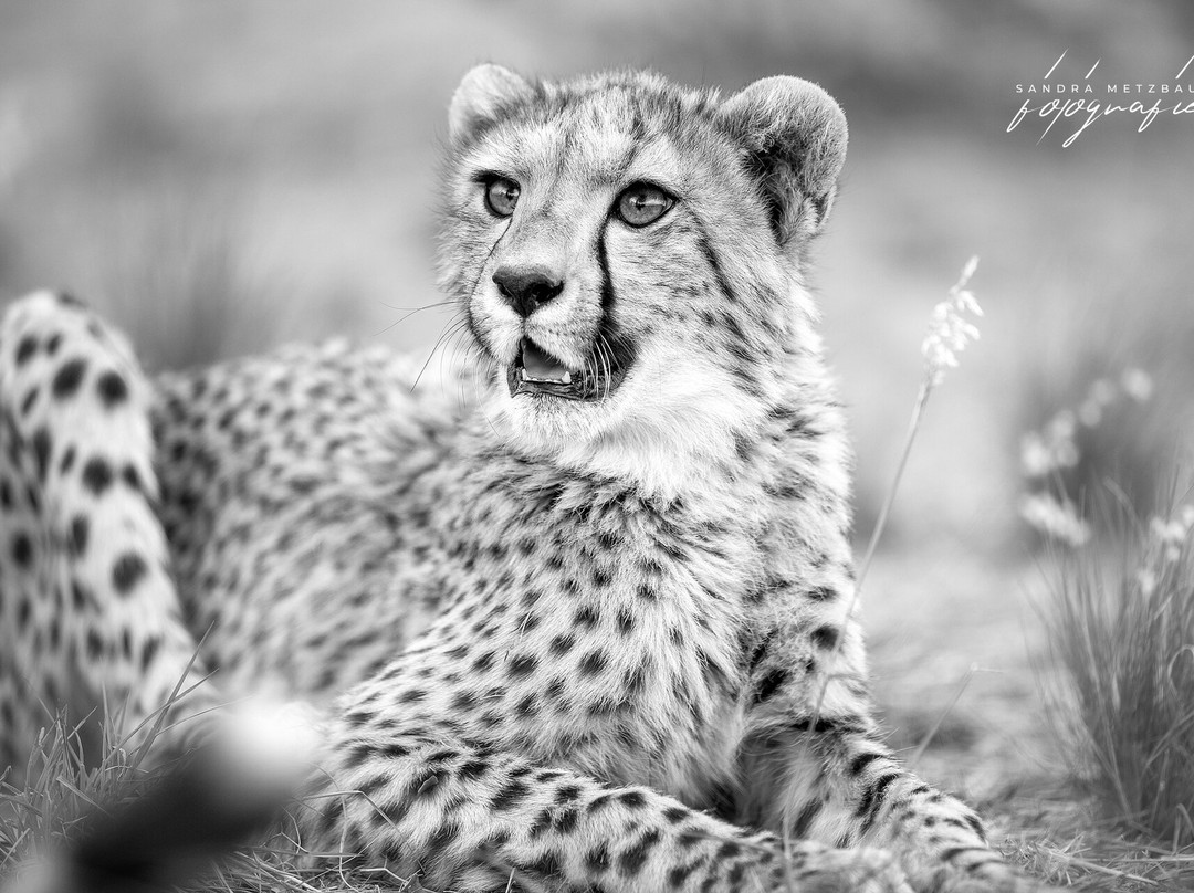 Cheetah Experience (ZA Cheetah Conservation)-贝拉贝拉必去景点