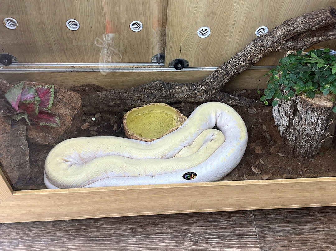 Snakeroom Serpentarium-福恩吉罗拉必去景点