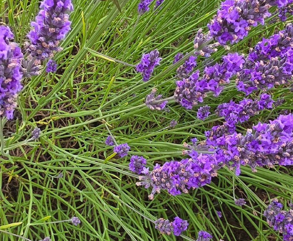 Yorkshire Lavender-Terrington必去景点