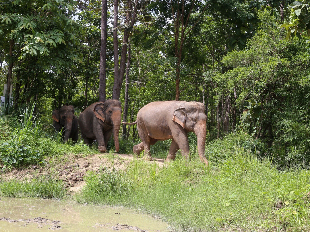 Maerim Elephant Sanctuary-夜林必去景点