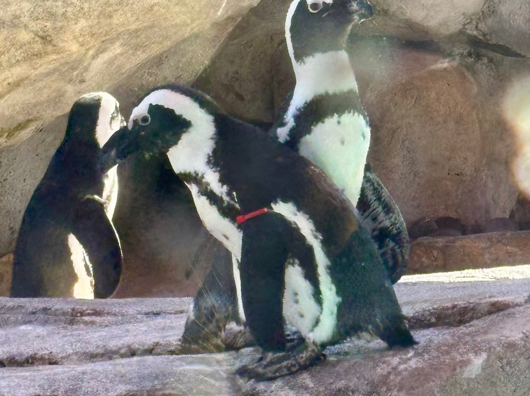 Denver Zoo-丹佛必去景点