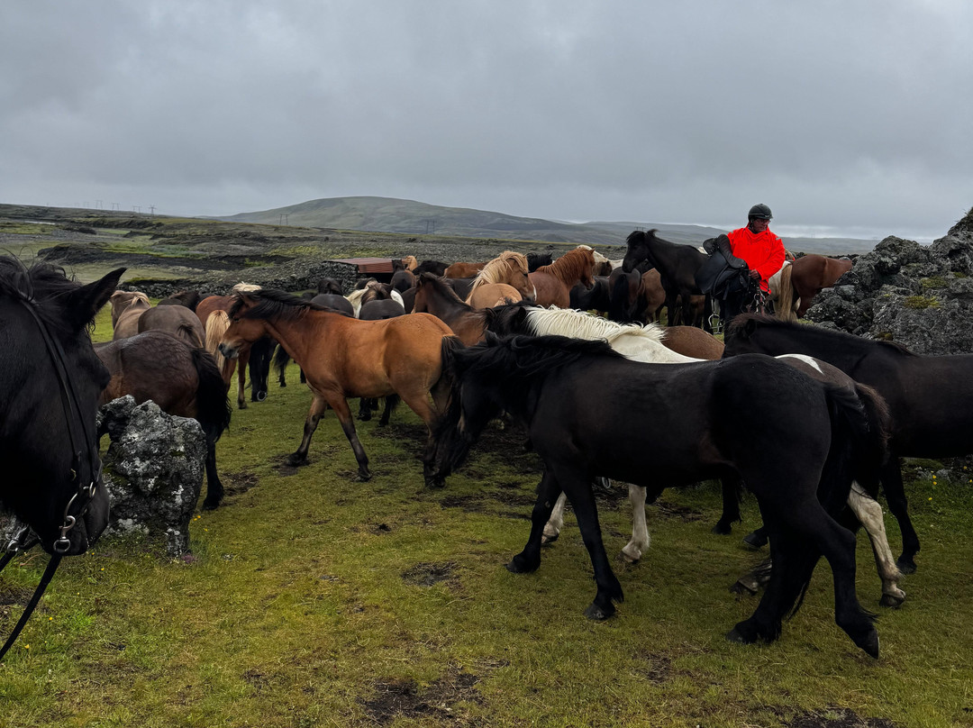 Eldhestar Volcano Horses-Olfus必去景点