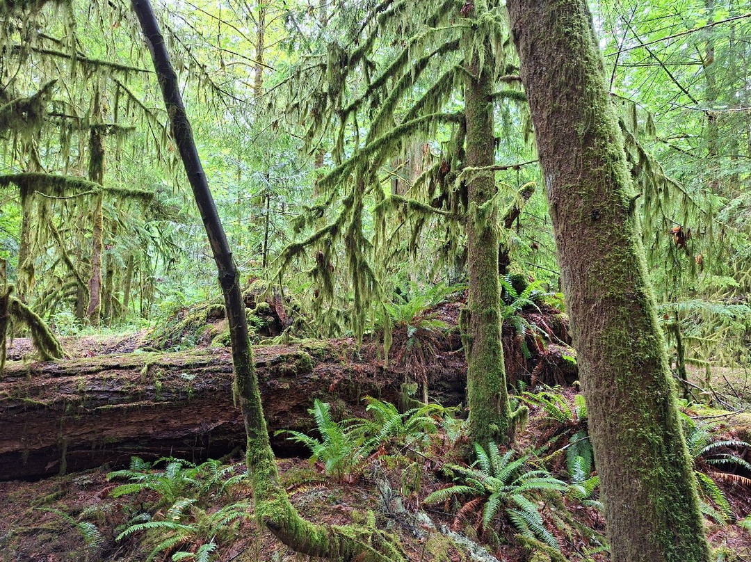 Cathedral Grove-艾伯尼港必去景点