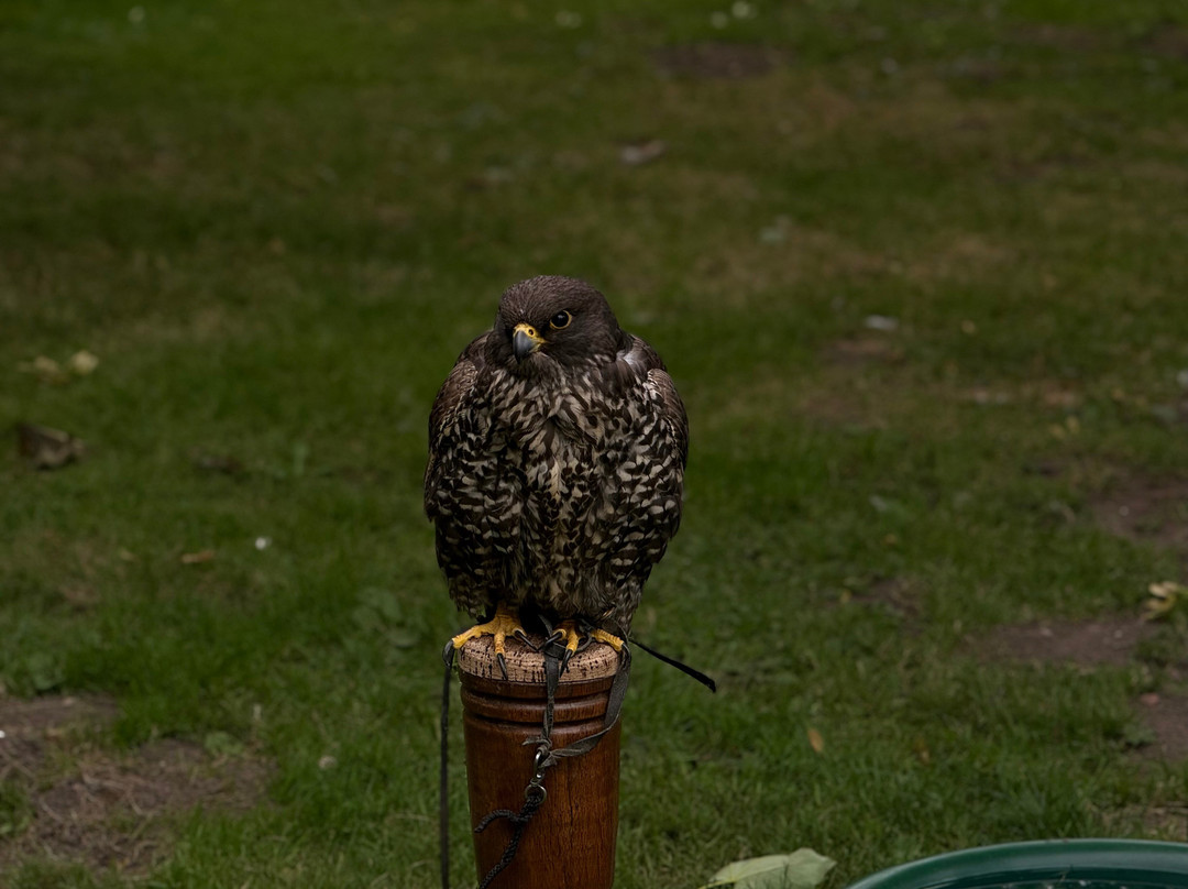 National Centre For Birds Of Prey-赫尔姆斯利必去景点