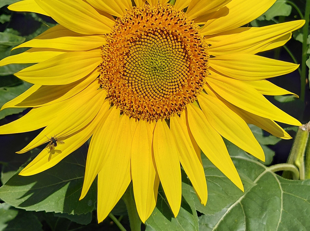 Writtle Sunflowers-切姆斯福德必去景点
