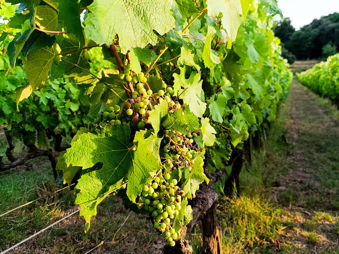 Tenuta La Macchia-Montescudaio必去景点