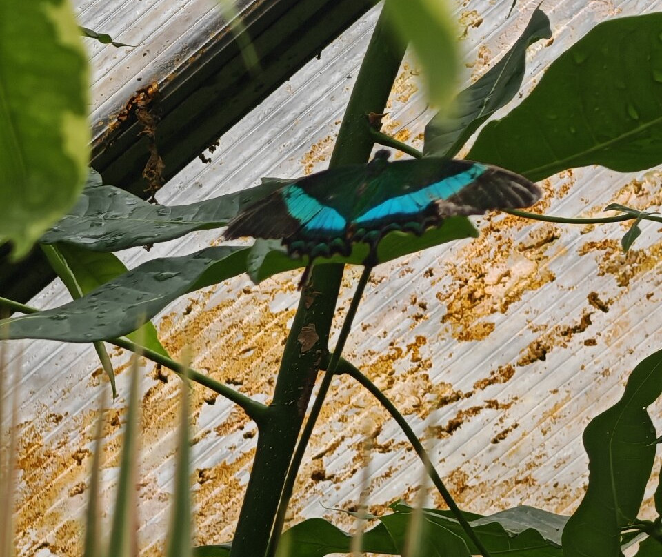 Manor Heath and Jungle Experience-哈里法克斯必去景点