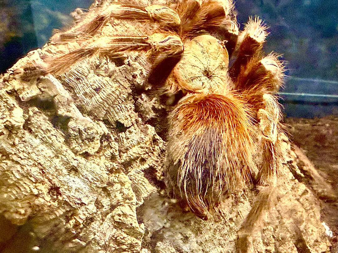Insectarium de Lizio-Lizio必去景点