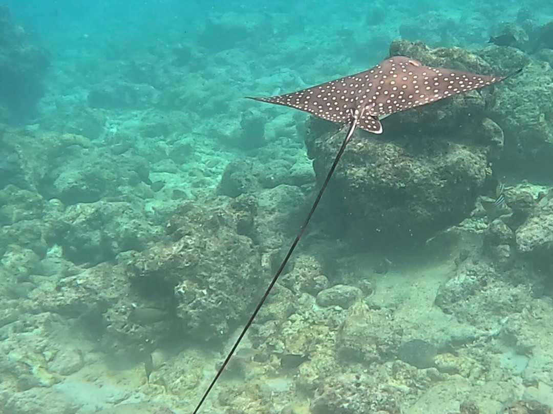 Euro-Divers Club Med Finolhu Villas-马累必去景点