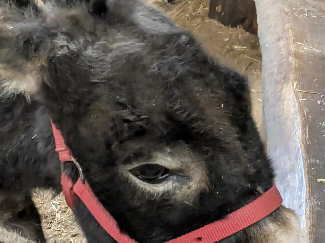 Moel Famau Donkeys-Llanferres必去景点