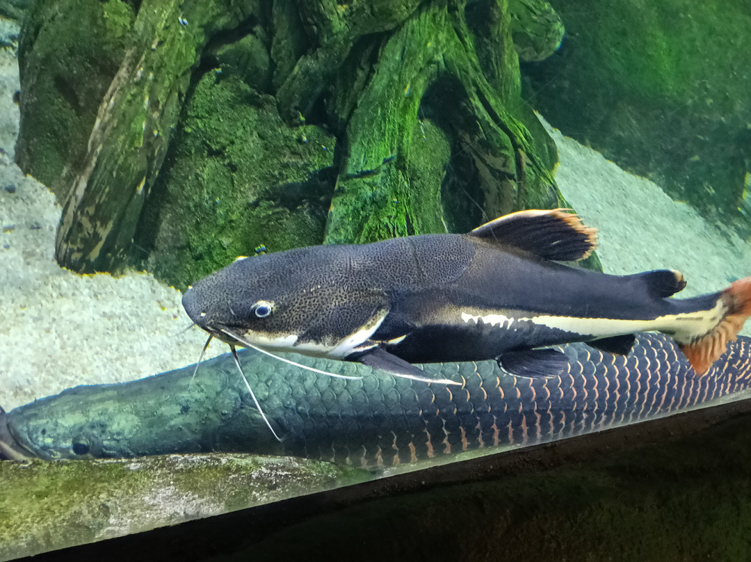The National Aquarium Abu Dhabi-阿布扎比必去景点