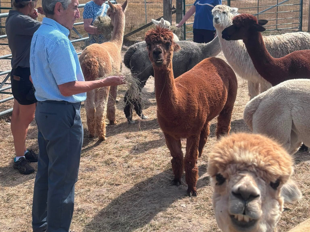 Reservoir Alpacas-Chard必去景点