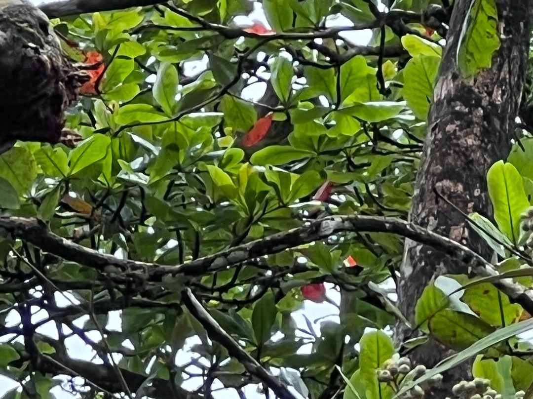 Costa Rica Roots Tours-托图杰多必去景点