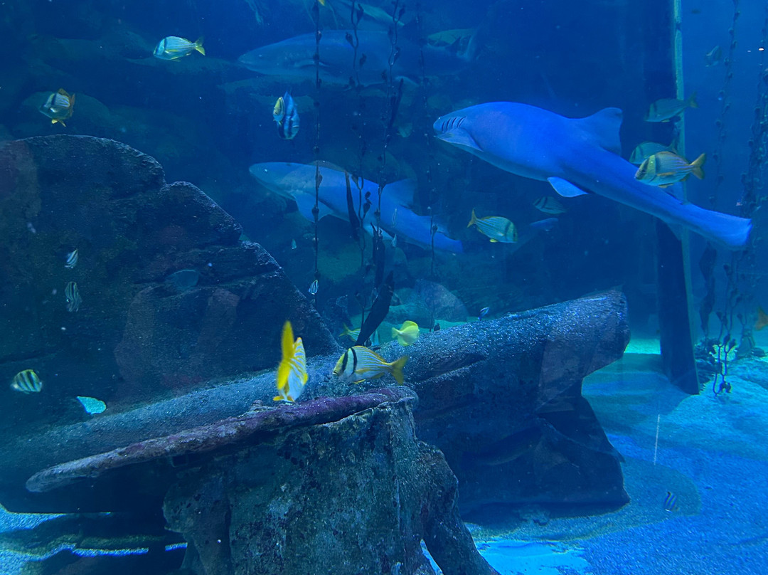 Seaquarium Institut Marin-勒格罗迪鲁瓦必去景点