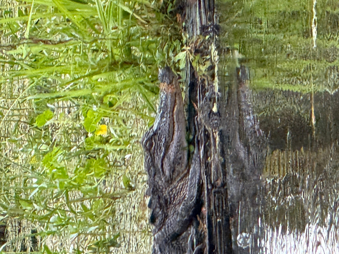 Louisiana Swamp Tours-布里奥克斯桥必去景点