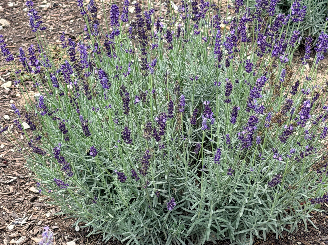 Long Row Lavender-Wright City必去景点