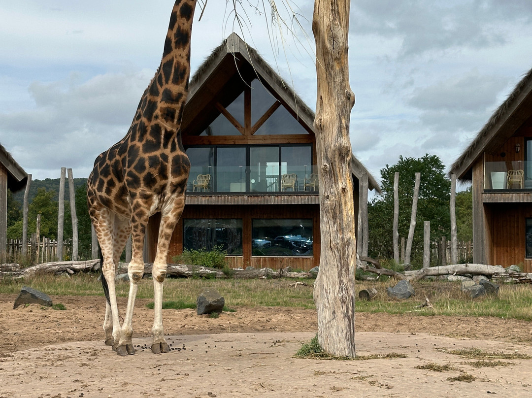 Safari Lodges At West Midlands Safari Park主图