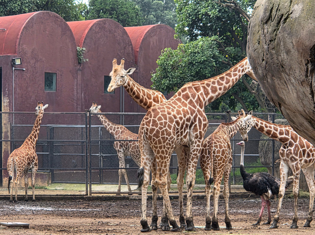 Zoológico de Chapultepec-墨西哥城必去景点
