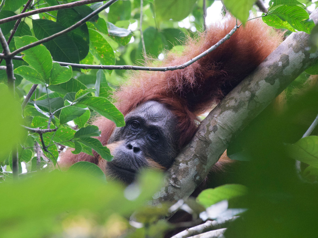 Bukit Lawang Travel-武吉拉旺必去景点