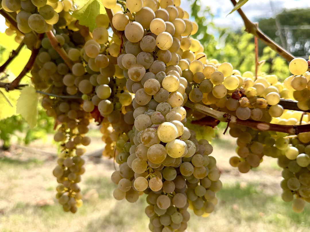 New Lodge Vineyard-Earls Barton必去景点