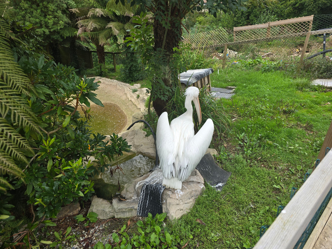 Combe Martin Wildlife And Dinosaur Park-伊尔弗勒科姆必去景点
