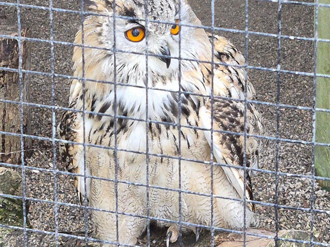 Screech Owl Sanctuary & Animal Park-St Columb Major必去景点