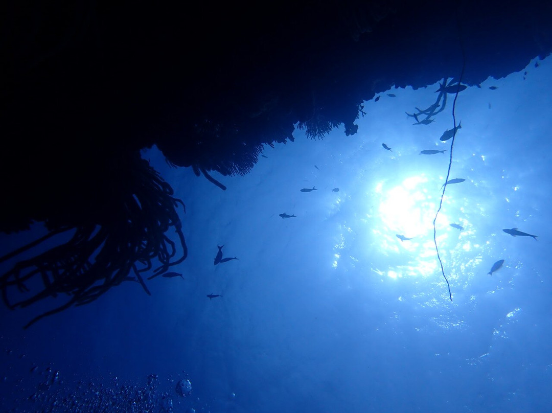 Scuba Guru - Diving Certification and Classes-布兰斯堡必去景点
