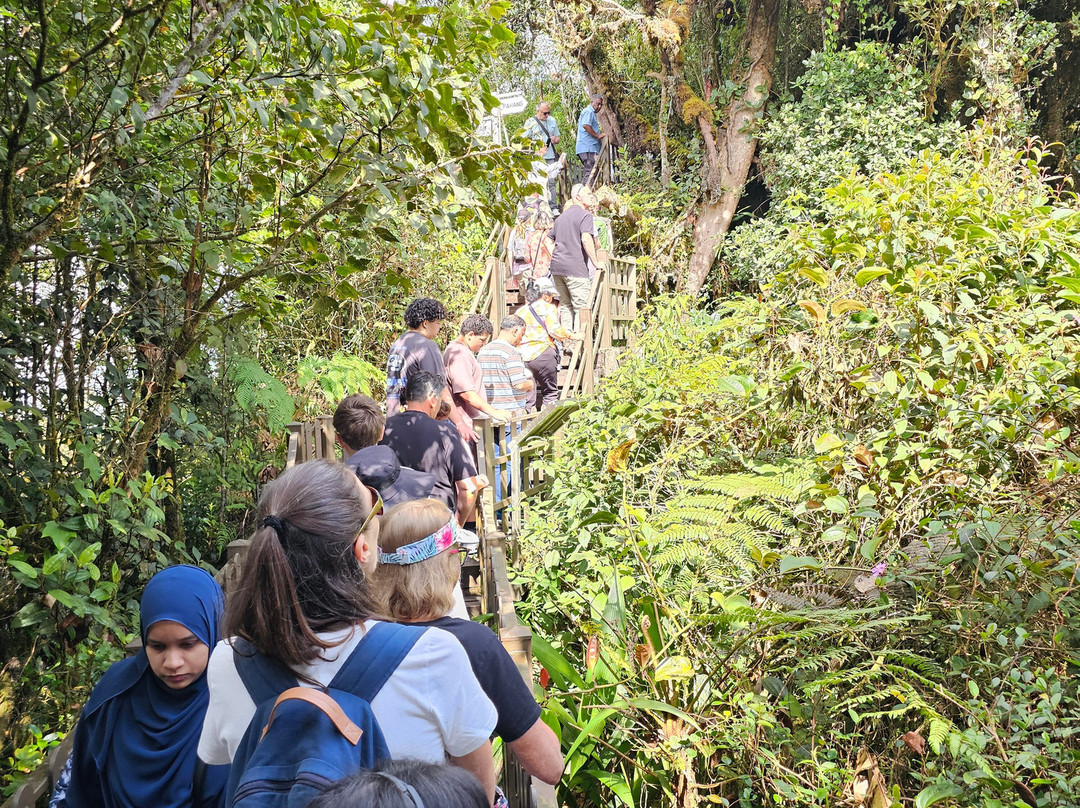 Mossy Forest Eco Park-碧兰璋必去景点
