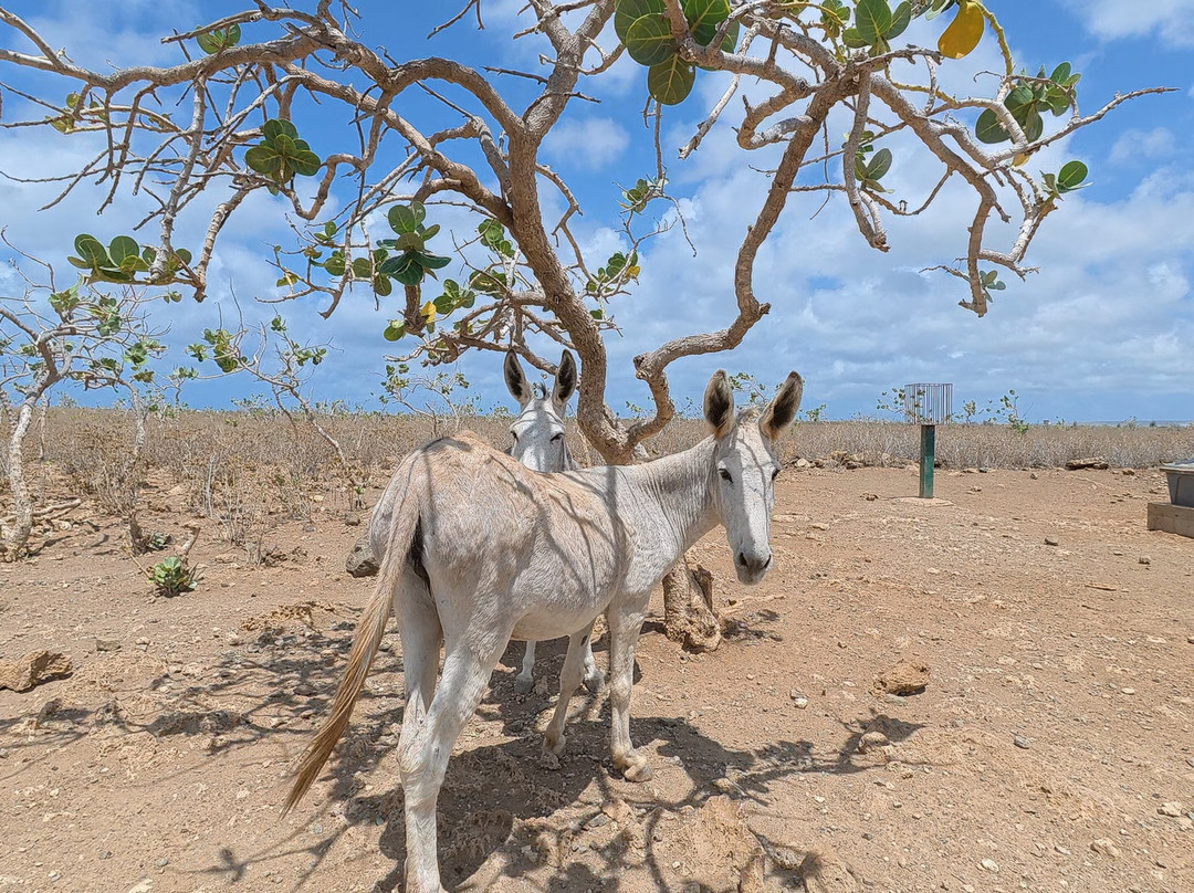 Donkey Sanctuary Bonaire-博奈尔岛必去景点