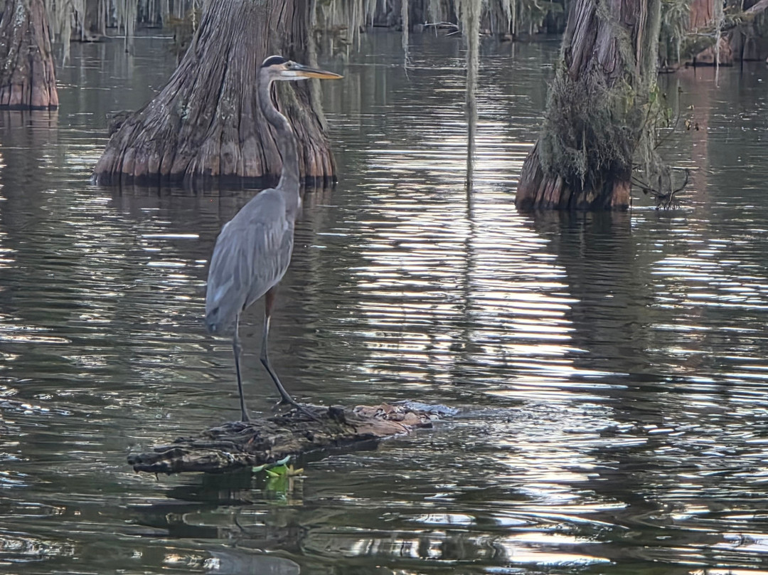 Cajun Country Swamp Tours-布里奥克斯桥必去景点