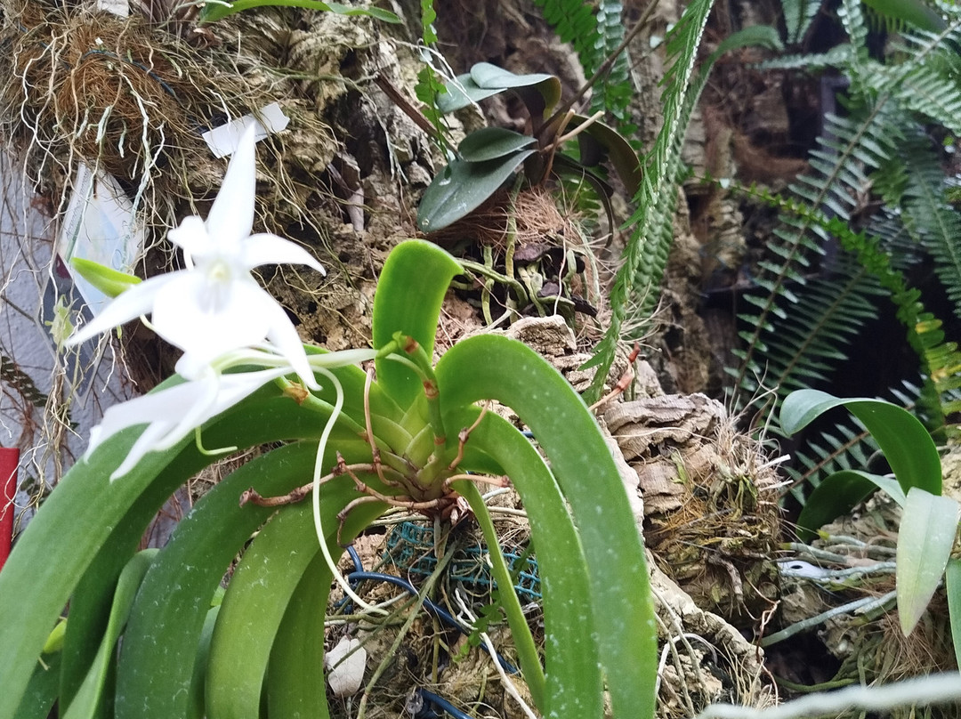 Orquidario de Estepona-埃斯特波纳必去景点