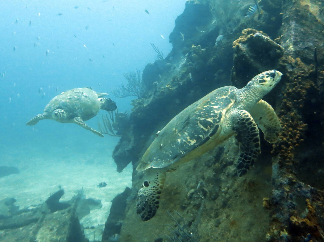 Seahorse Divers Barbados-奥伊斯廷斯必去景点