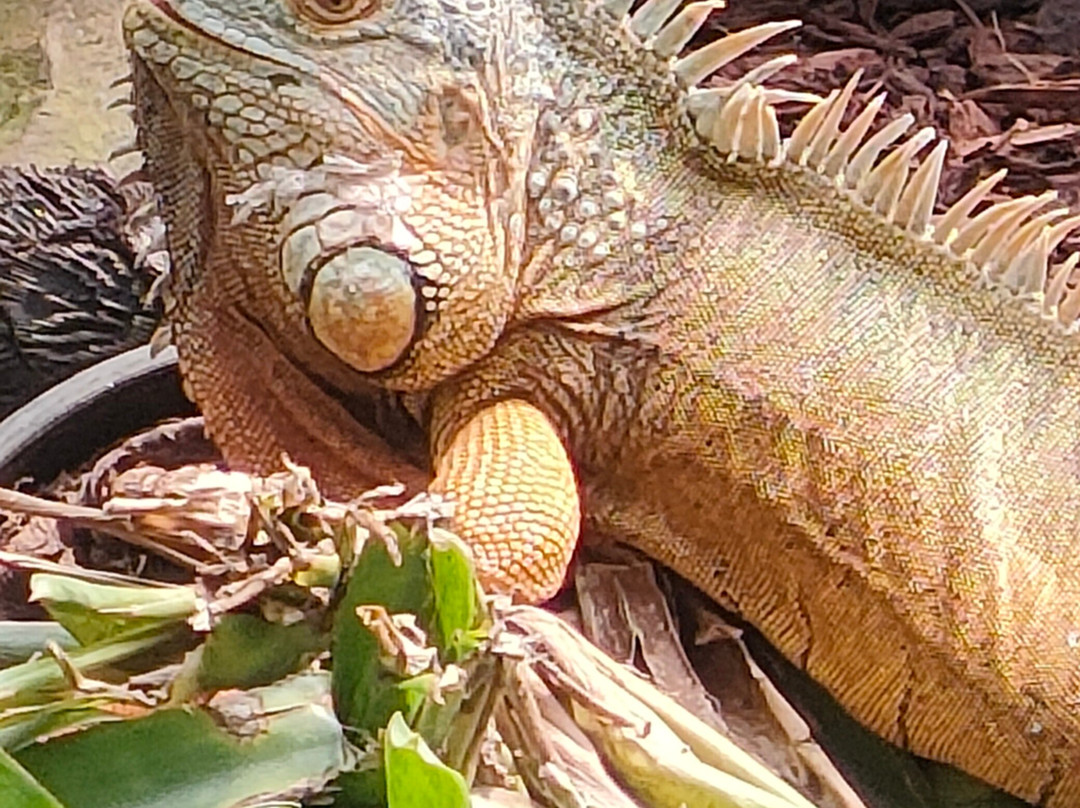 Reptile Park-瓦卡沃夫必去景点
