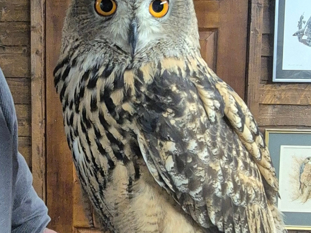 Riverside Falconry-纽卡斯尔必去景点