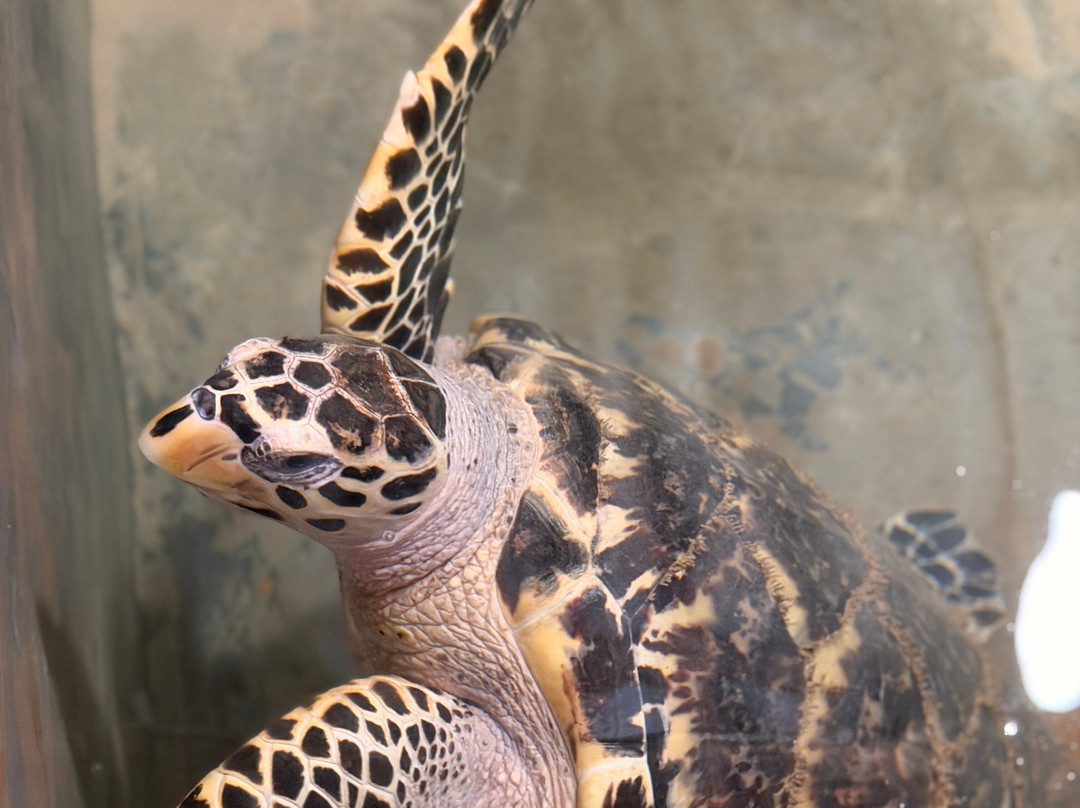 Sea Turtle Conservation Project (Koggala)-克拉必去景点