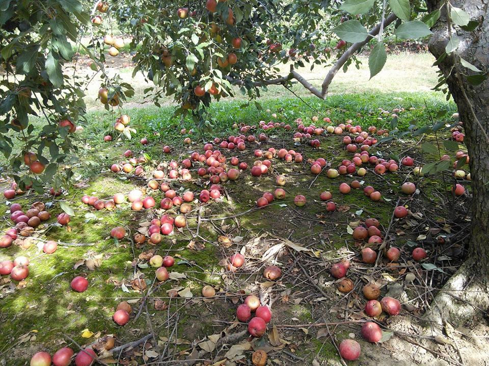 Mooresville旅游景点-Anderson Orchard