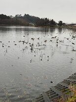 Oyama Kamiike Pond-鹤冈市必去景点